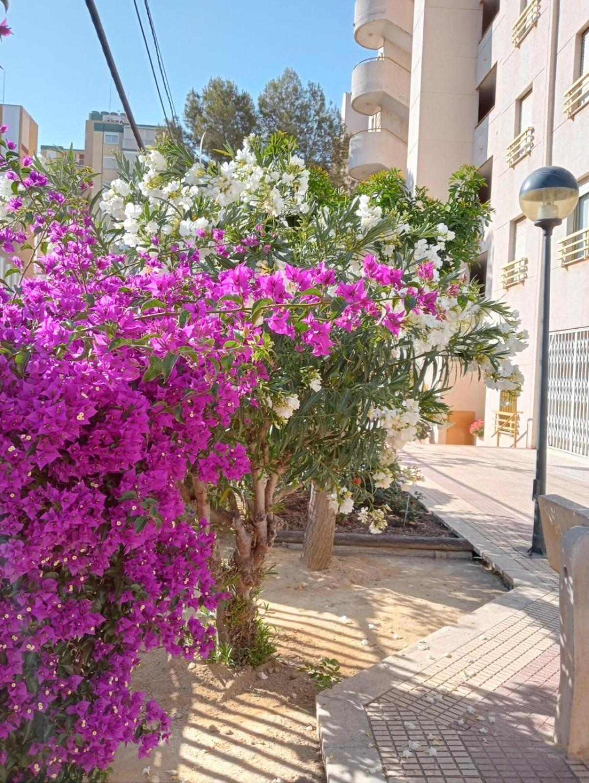 Balcon Del Mar Apartment Alicante Exterior photo